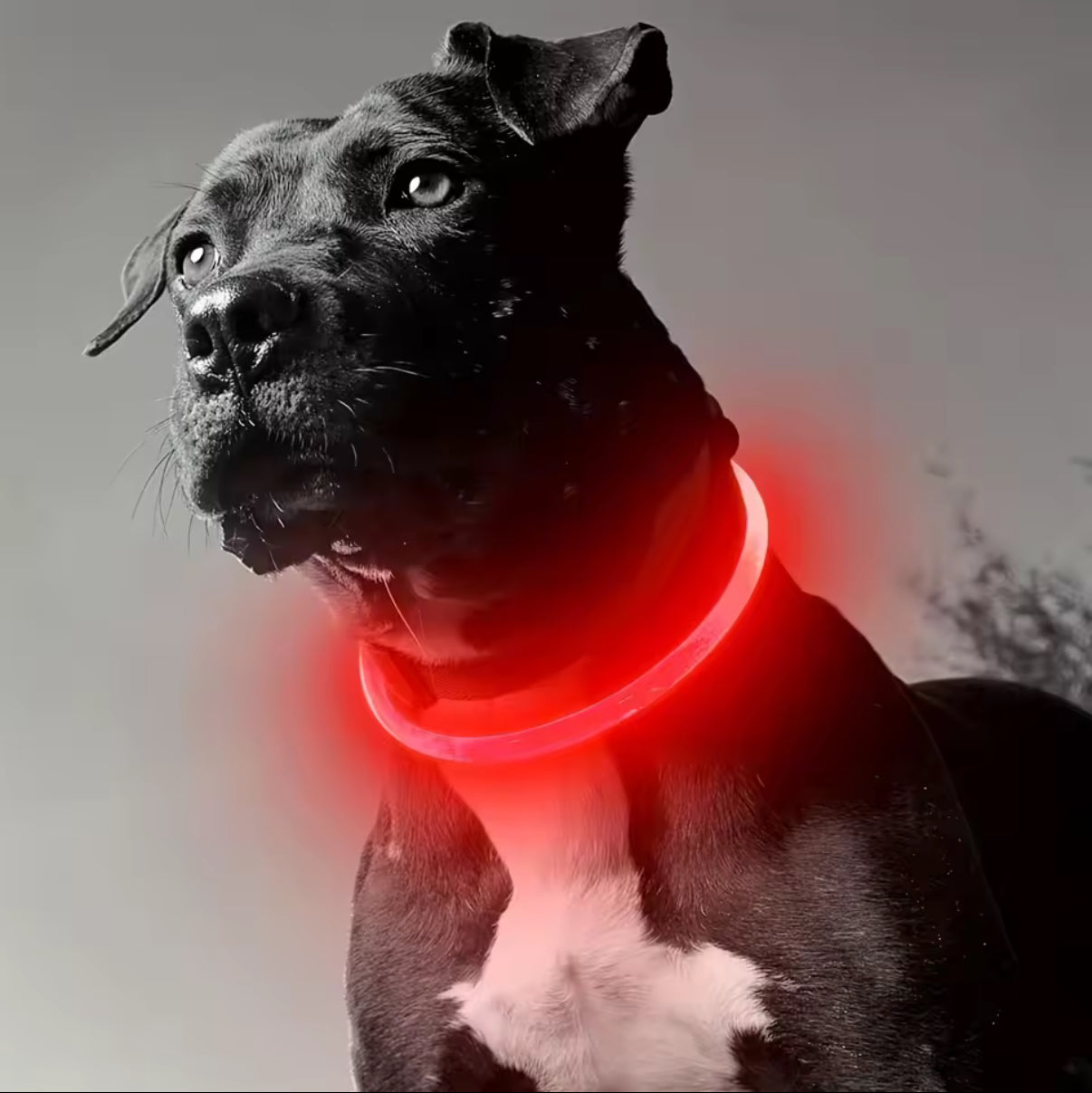 Collar para tu mascota luminoso recargable