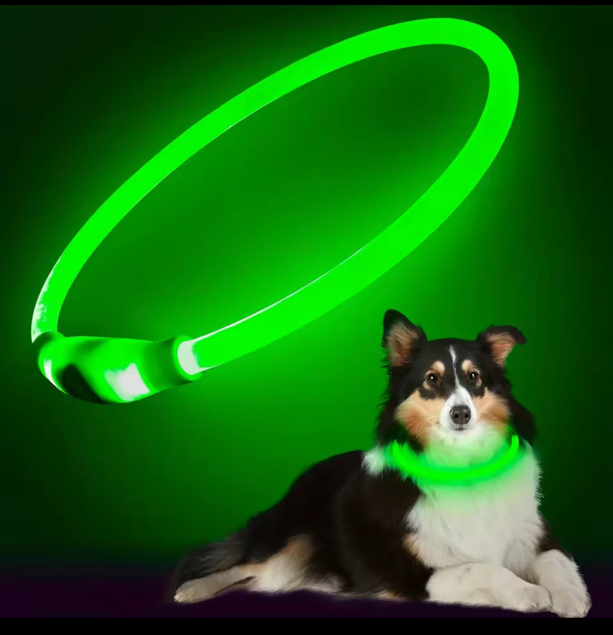 Collar para tu mascota luminoso recargable