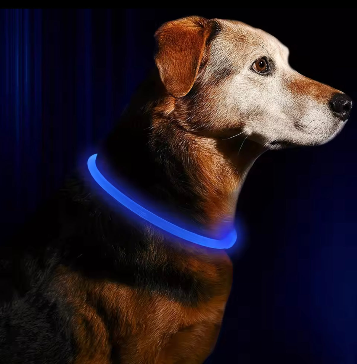 Collar para tu mascota luminoso recargable